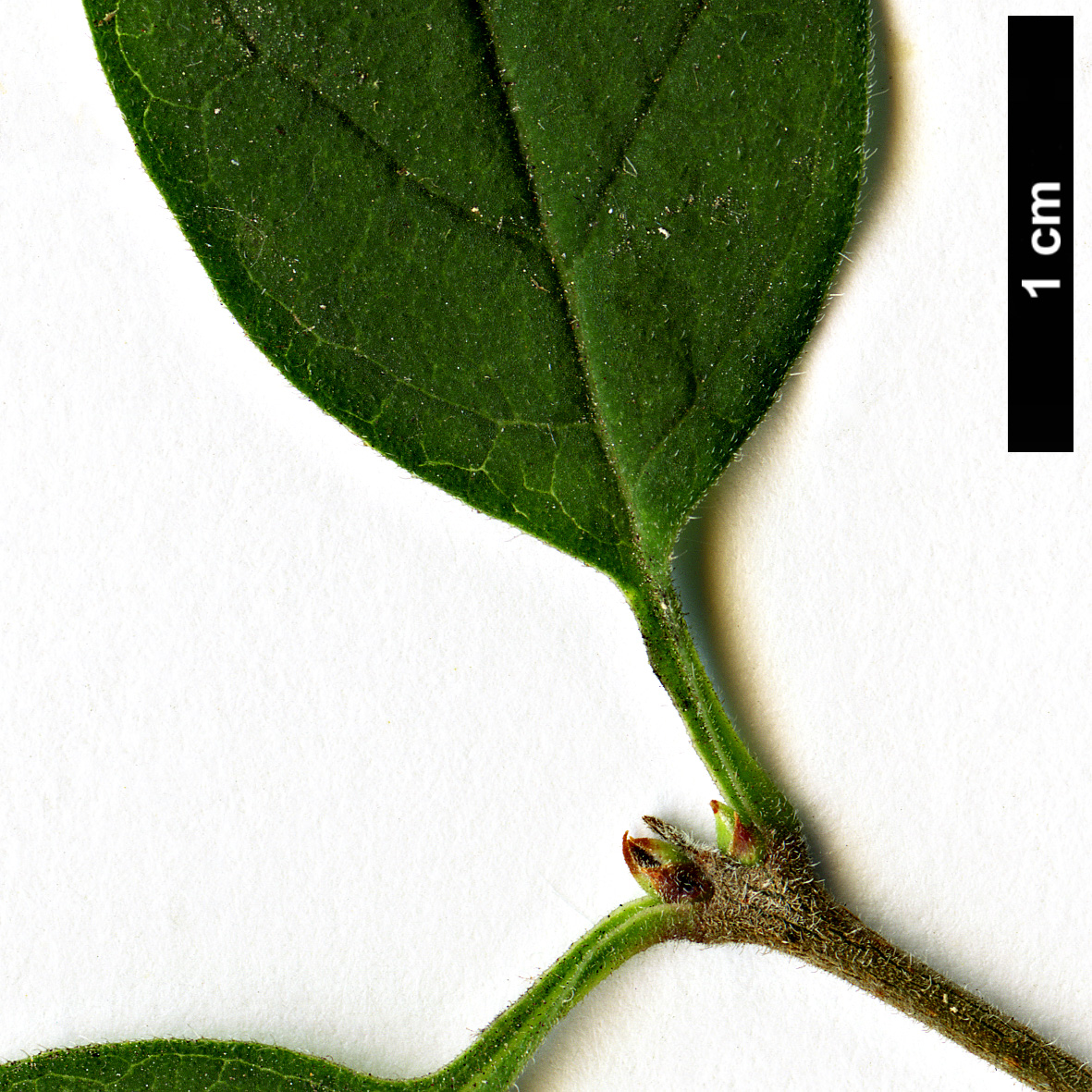 High resolution image: Family: Oleaceae - Genus: Syringa - Taxon: pubescens - SpeciesSub: subsp. microphylla 'Superba'